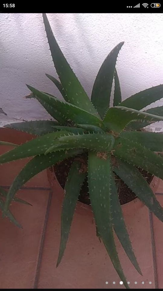 ALOE VERA GRANDE