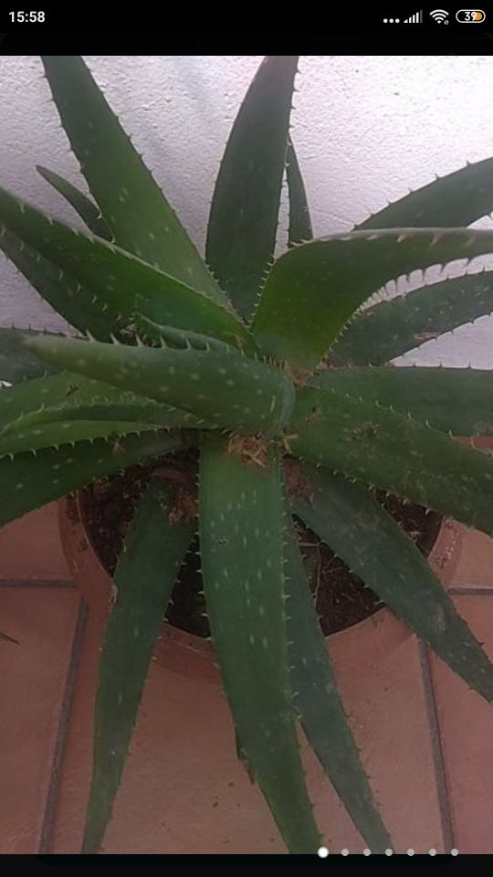 ALOE VERA GRANDE