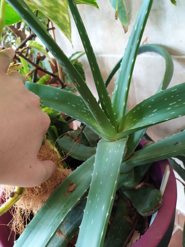 Aloe vera