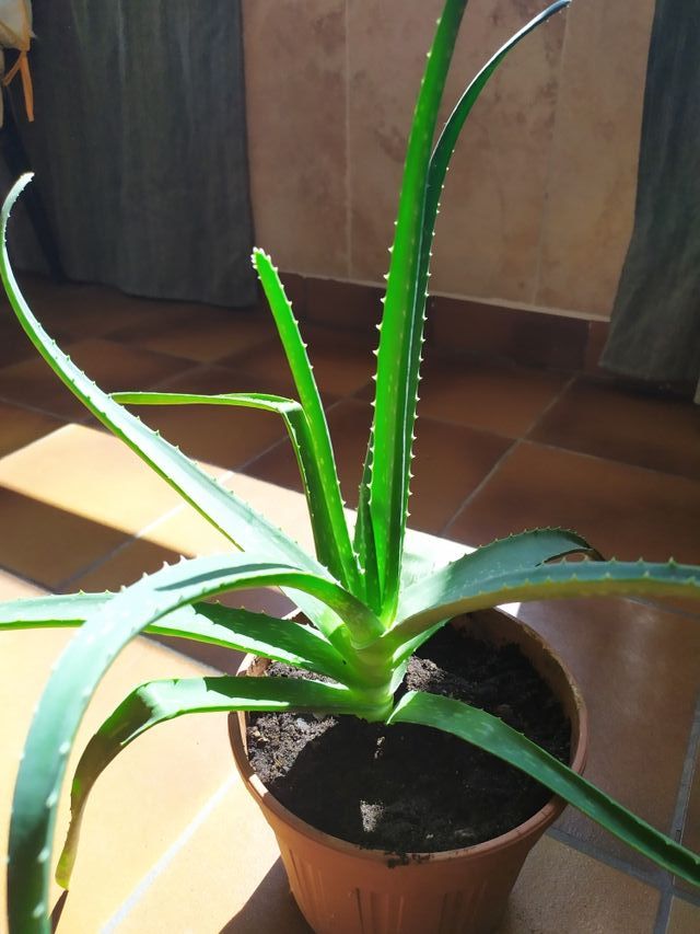Aloe vera