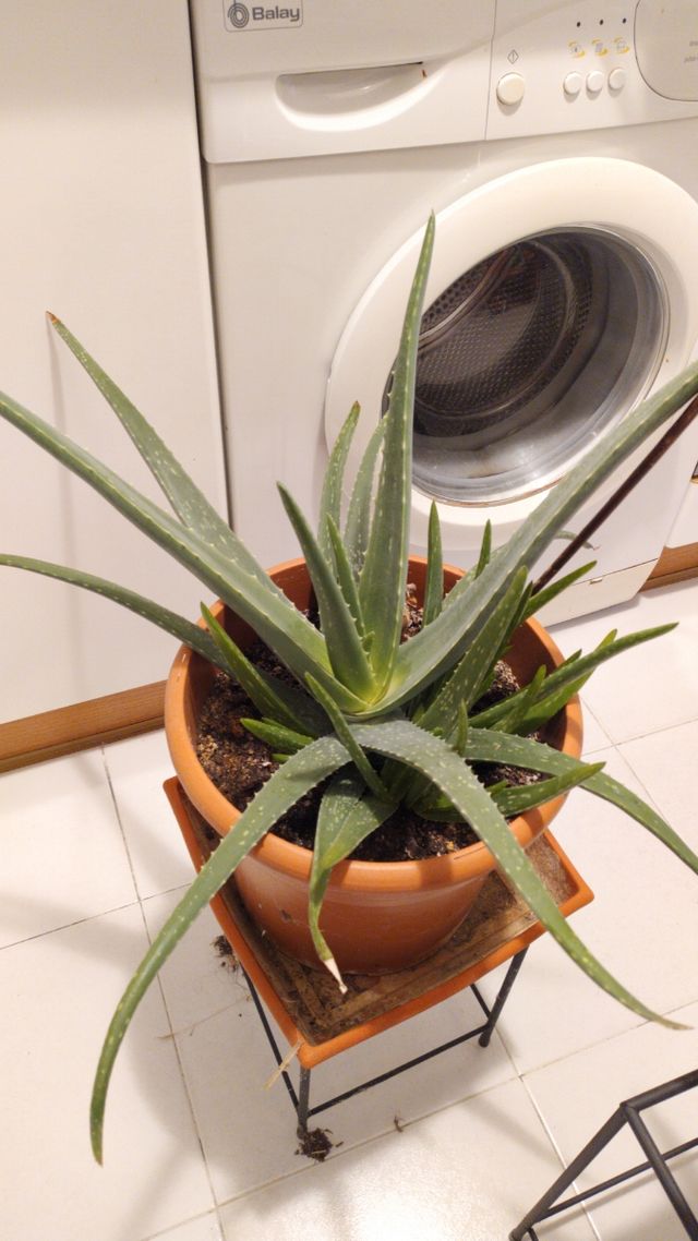 Aloe vera