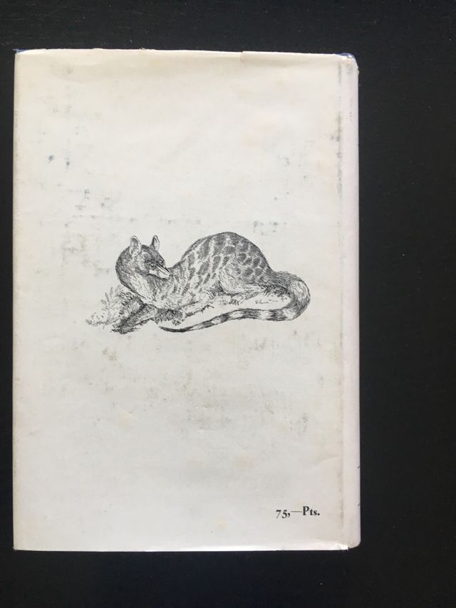 Animales salvajes del Pais Vasco