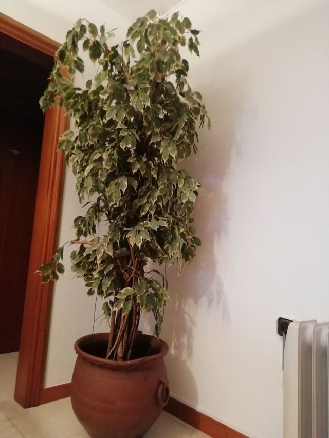 Planta artificial de segunda mano por 65 € en Barcelona en WALLAPOP