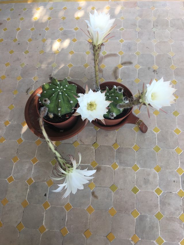 Cactus de flor