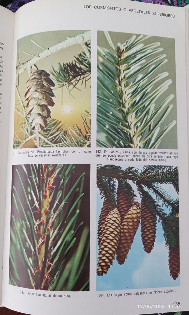 Flora universal. Paule Corsin