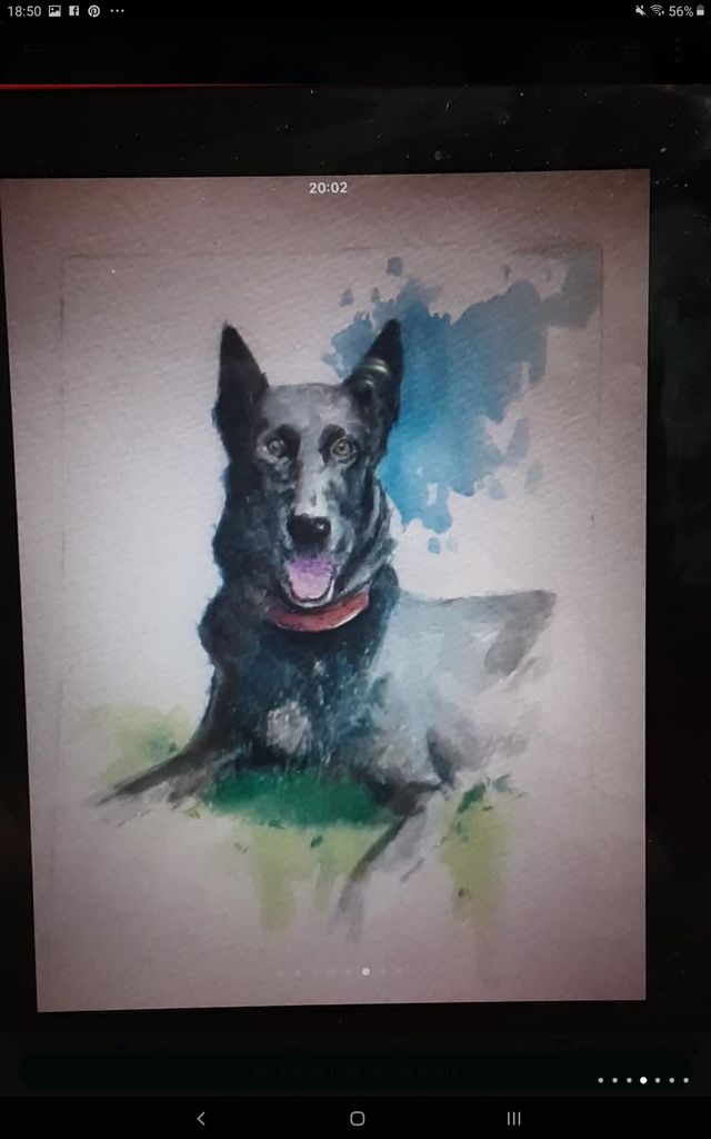 hago retratos de vuestras mascotas en acuarela