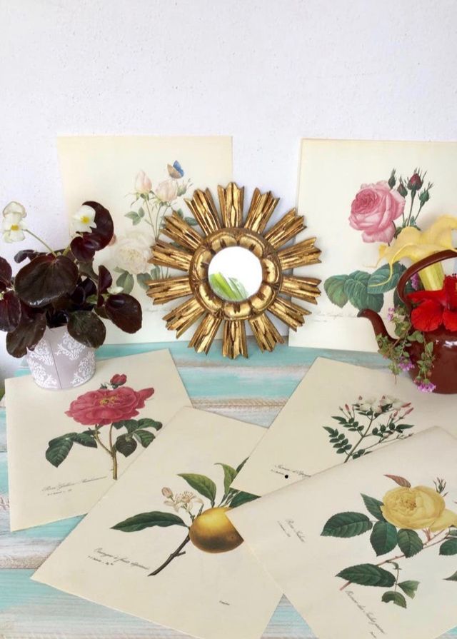 Stampe botaniche vintage