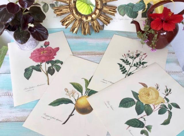 Stampe botaniche vintage
