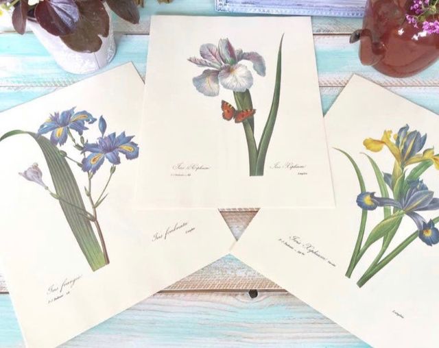 Stampe botaniche vintage