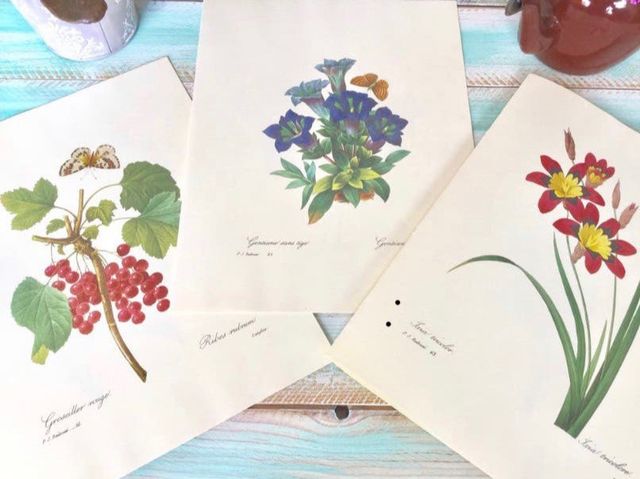 Stampe botaniche vintage