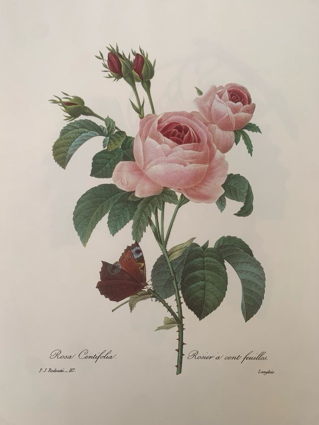 Stampe botaniche vintage