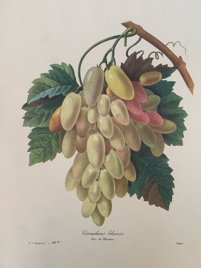 Stampe botaniche vintage