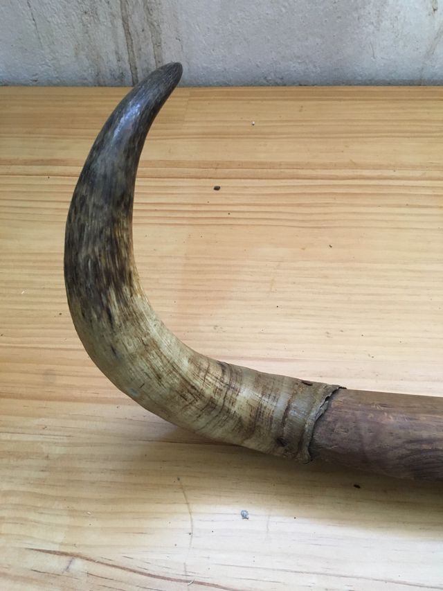 Cuernos escuela de tauromaquia