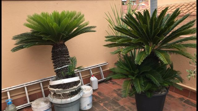 Palmeras cicas grande y adultas perfectas, 240