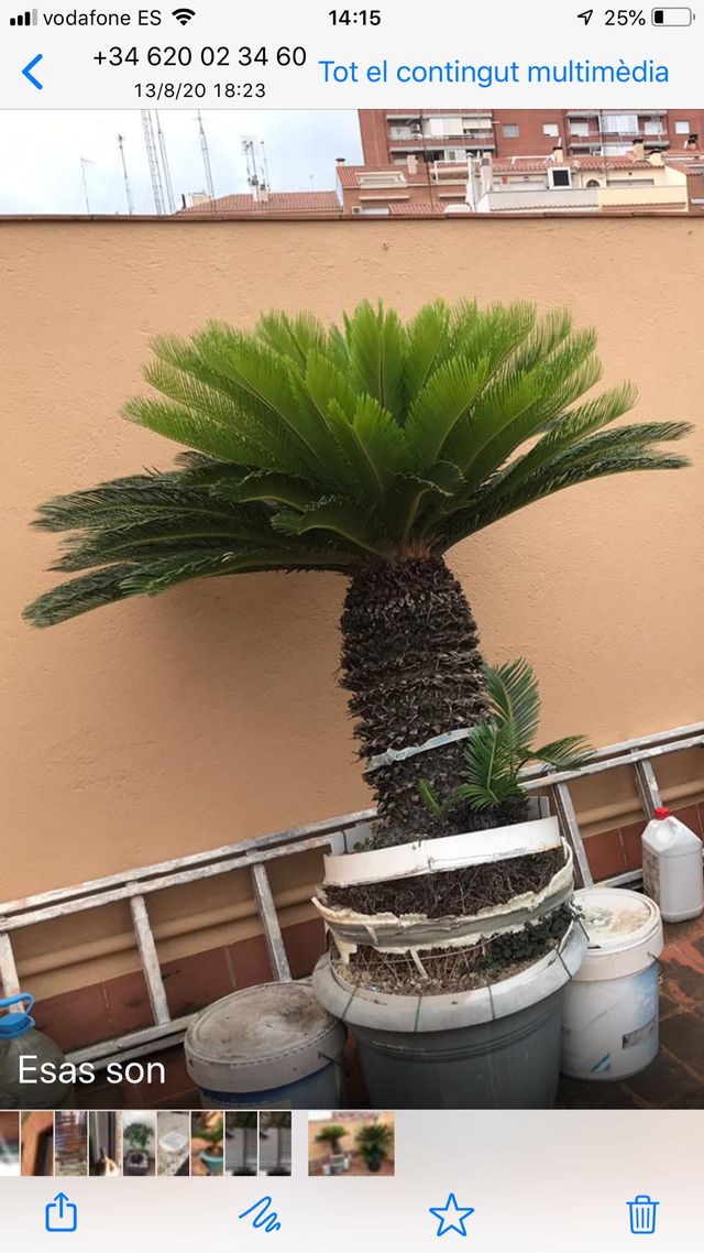 Palmeras cicas grande y adultas perfectas, 240