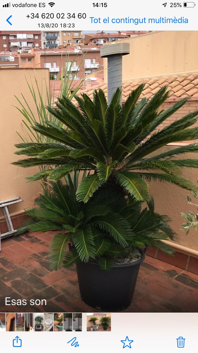 Palmeras cicas grande y adultas perfectas, 240