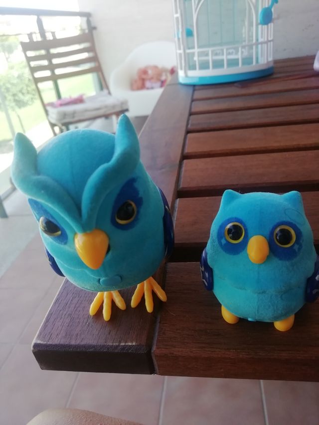 2 búhos azules
