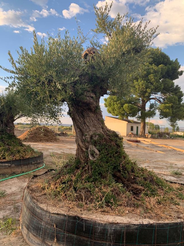 Venta de olivos jardin de segunda mano por 1 € en El Burgo de Ebro en