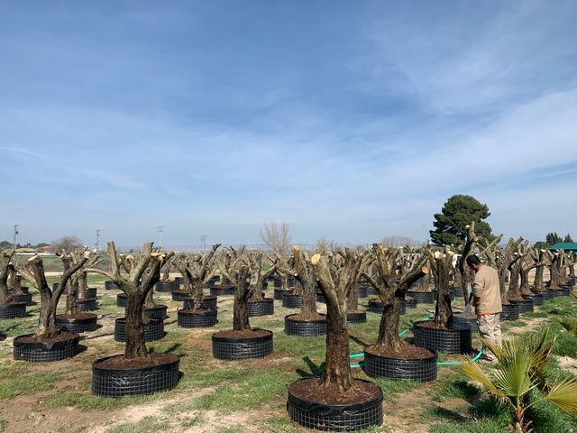 Venta de olivos jardin de segunda mano por 1 € en El Burgo de Ebro en