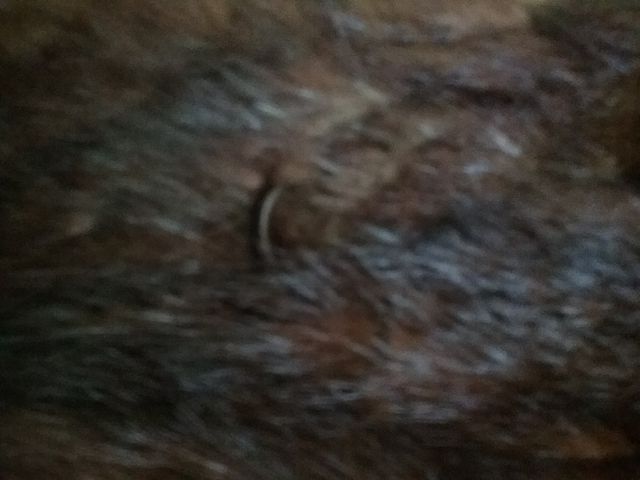 abrigo corto piel talla l/xl,hay medidas