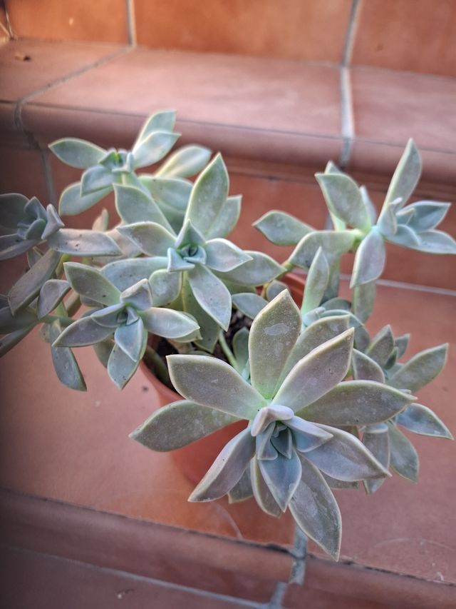 Planta crasa, Gaptopetalum Paraguayense.