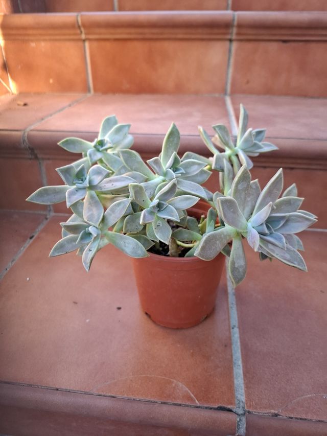 Planta crasa, Gaptopetalum Paraguayense.