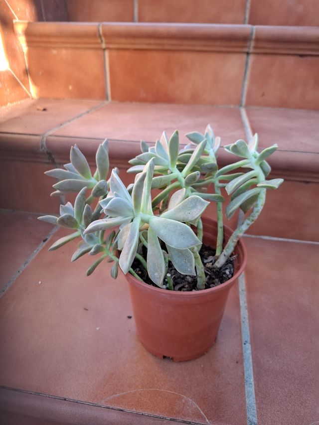 Planta crasa, Gaptopetalum Paraguayense.