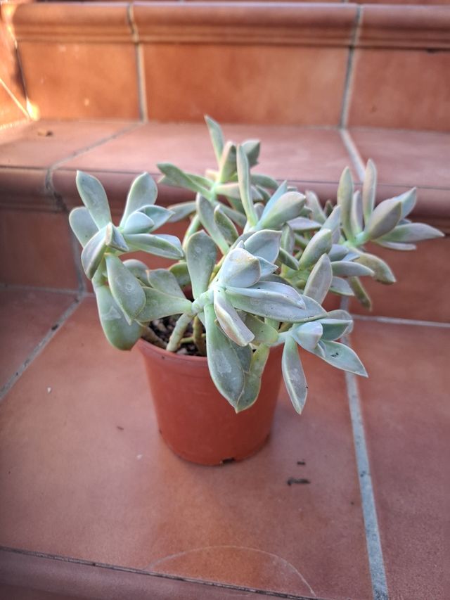 Planta crasa, Gaptopetalum Paraguayense.