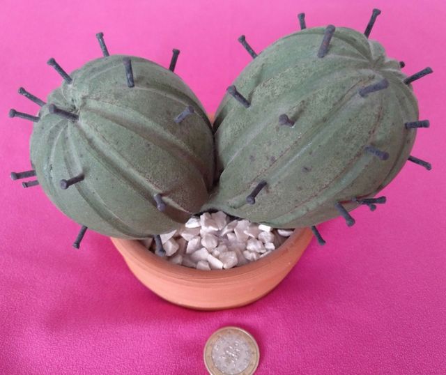 Cactus decorativo