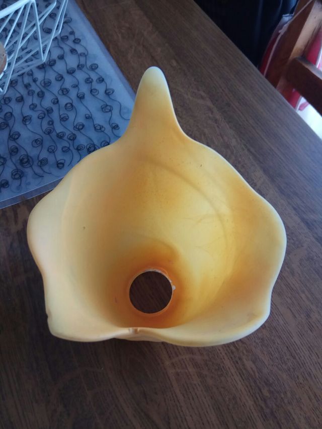 Tulipa Cristal ocre anaranjado. Nueva