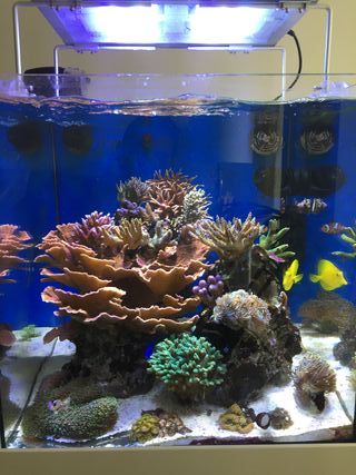 Acuario Marino Blau 91l Con Sump De Segunda Mano Por 490