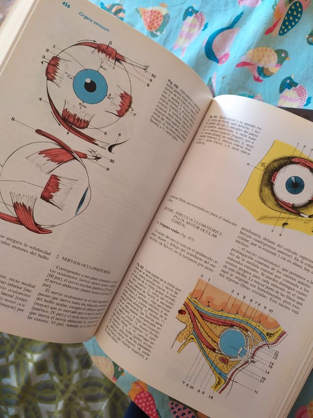 ANATOMIA HUMANA LATARJET-RUIZ LIARD
