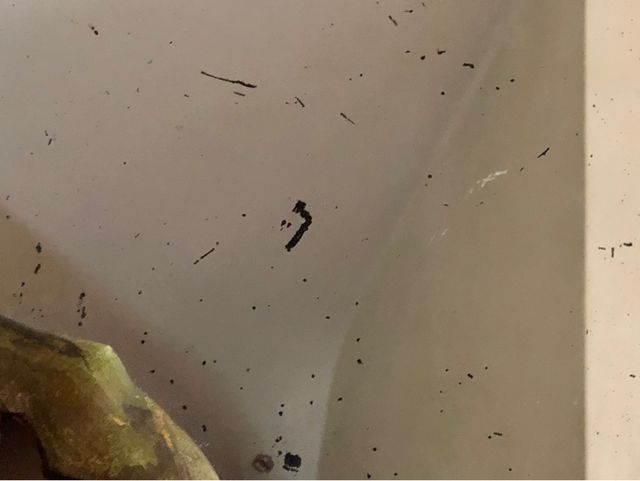 Gran espejo antiguo en madera tallada y dorada.