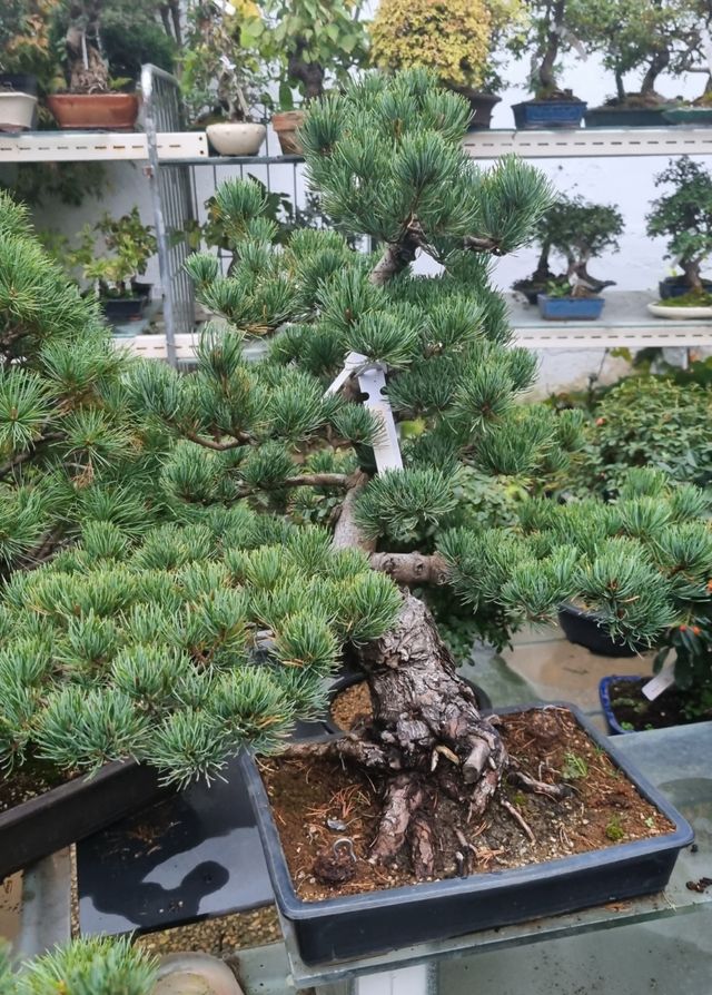 BONSAIS PINOS DESDE 100€