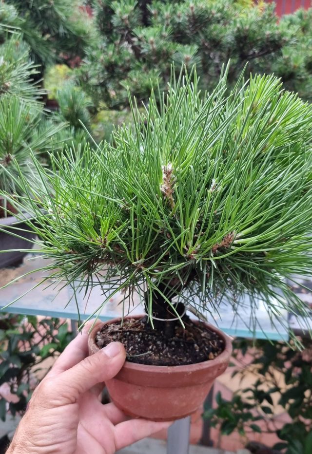 BONSAIS PINOS DESDE 100€