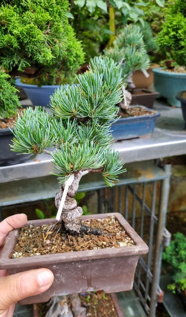 BONSAIS PINOS DESDE 100€