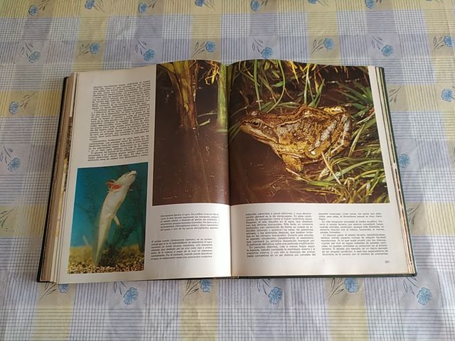 La vida maravillosa de los animales vertebrados