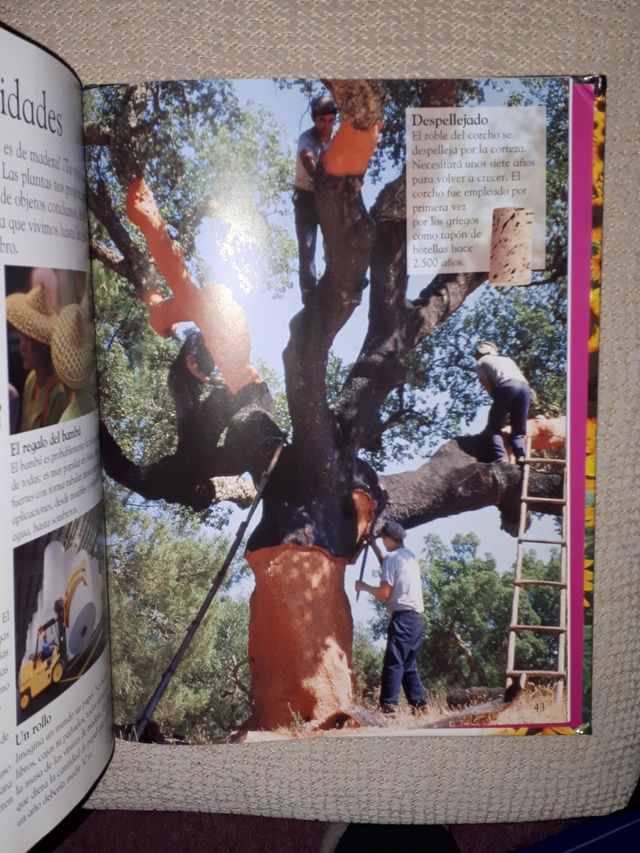 LAS PLANTAS. PEARSON REBAJADO