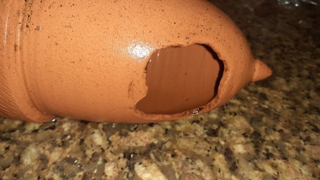 Bellota para acuario