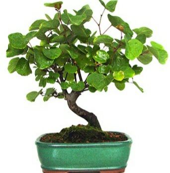 Semillas d ÁRBOL del AMOR / cercis siliquastrum   