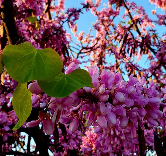 Semillas d ÁRBOL del AMOR / cercis siliquastrum   
