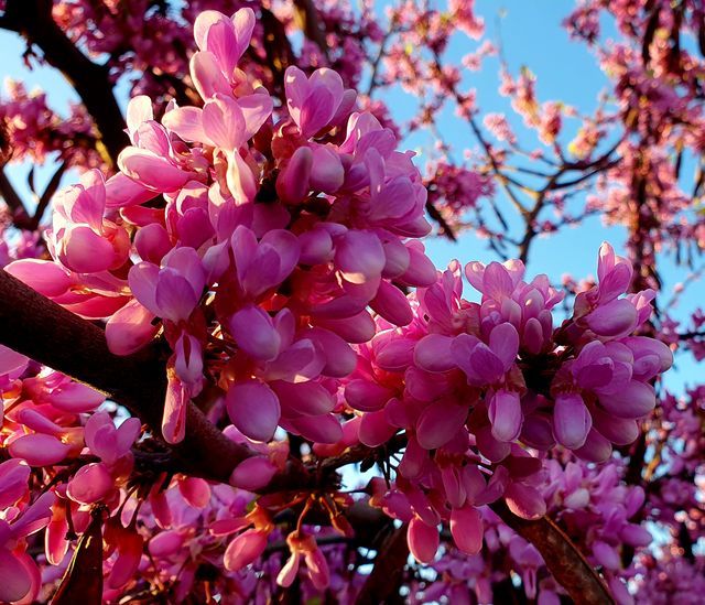 Semillas d ÁRBOL del AMOR / cercis siliquastrum   