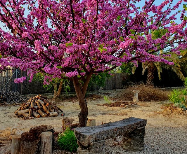 Semillas d ÁRBOL del AMOR / cercis siliquastrum   