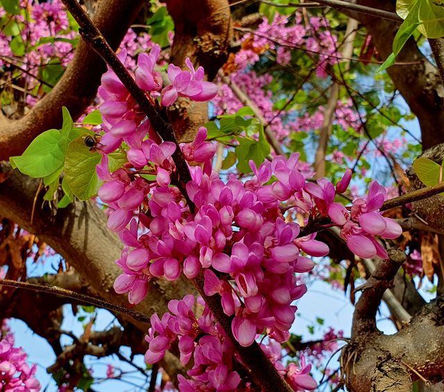 Semillas d ÁRBOL del AMOR / cercis siliquastrum   