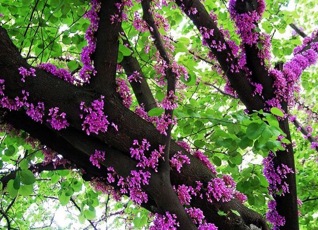 Semillas d ÁRBOL del AMOR / cercis siliquastrum   