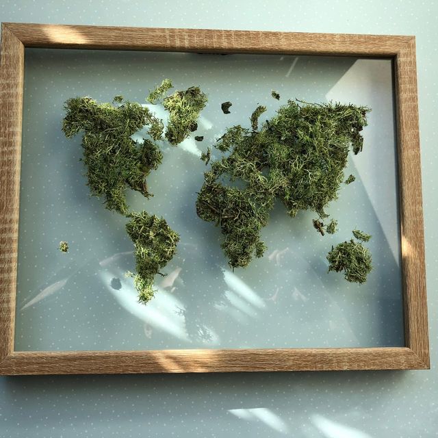 Cuadro mapa de musgo preservado