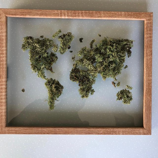 Cuadro mapa de musgo preservado