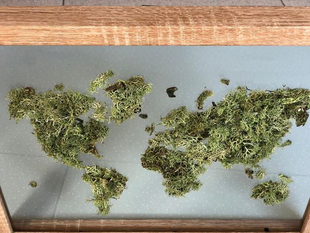 Cuadro mapa de musgo preservado