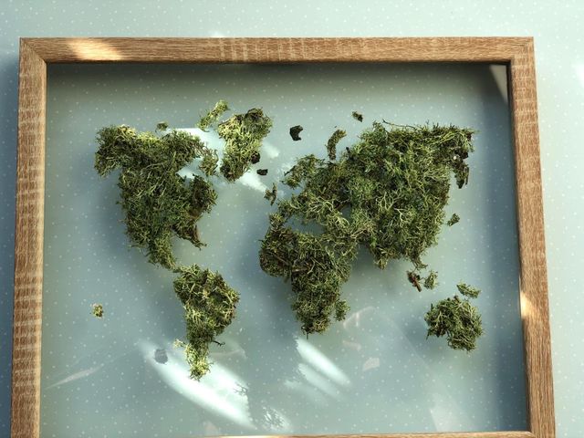 Cuadro mapa de musgo preservado