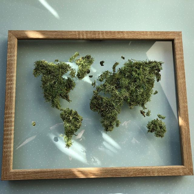 Cuadro mapa de musgo preservado